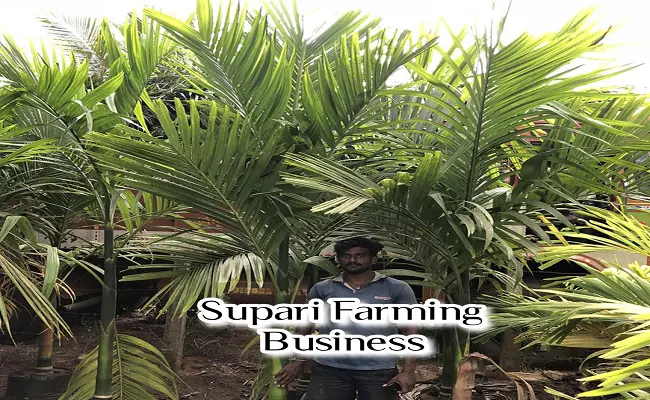 supari-farming-business-idea